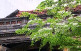 Hà Nội đẹp lạ lùng trong màu trắng hoa sưa